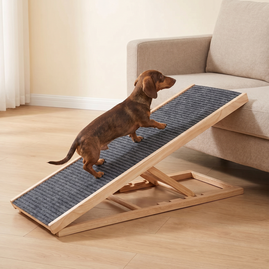 N2 Dachshund walking up the wooden dog ramp onto a cream sofa
