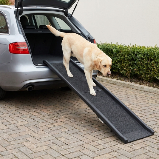 Labrador walking down the non slip dog car ramp from the open boot
