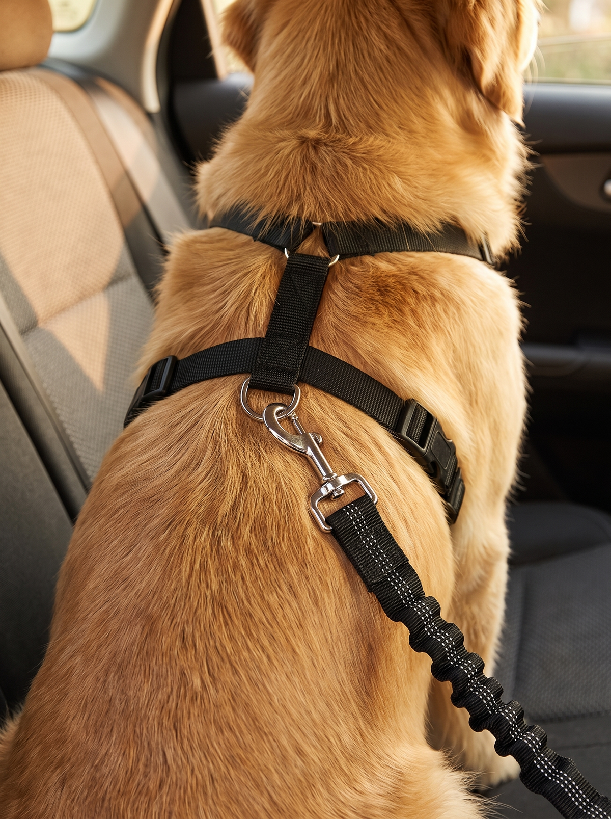 Dog seat belt swivel clip attached to the back ring of a harness