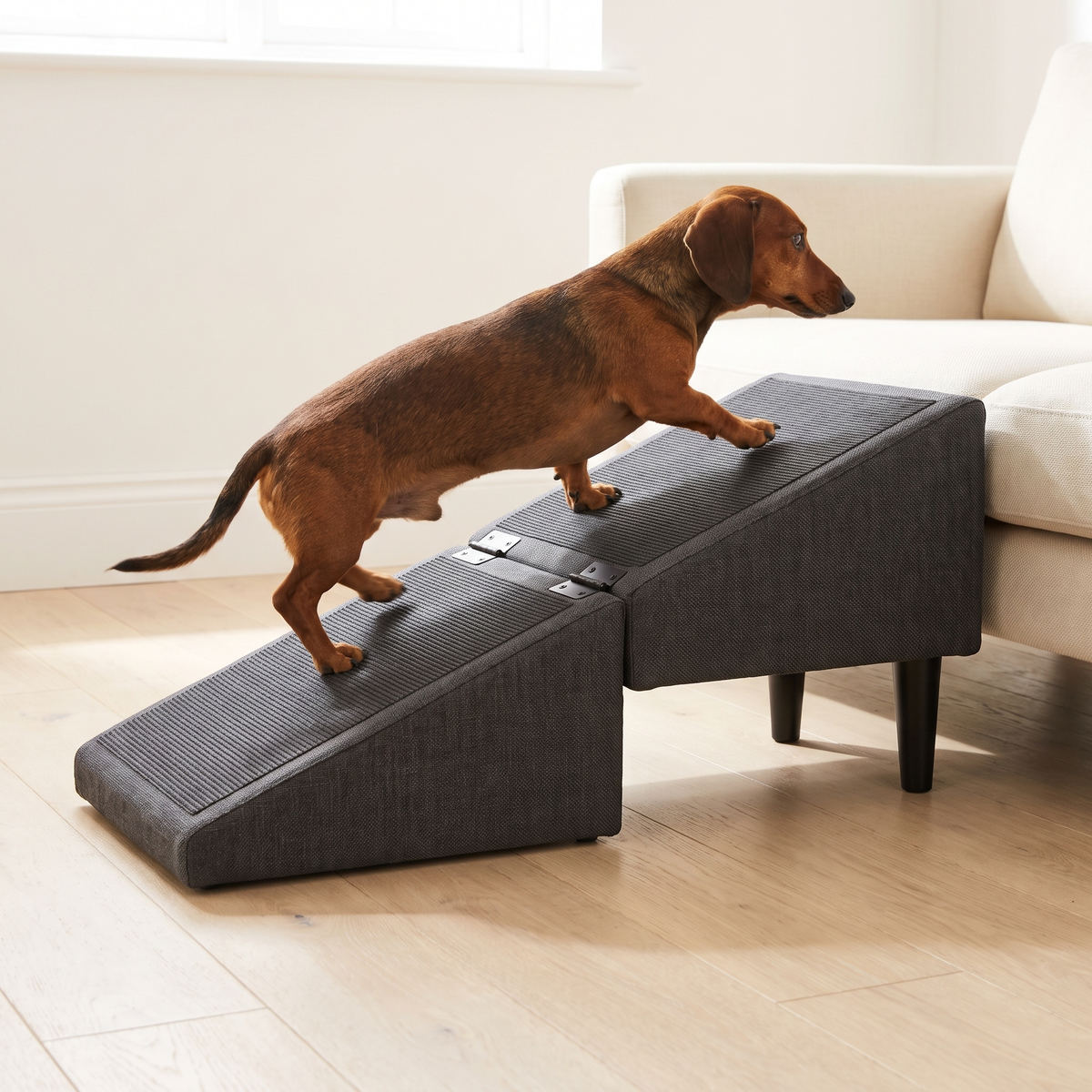 Dachshund walking up a charcoal folding dog ramp towards a low sofa