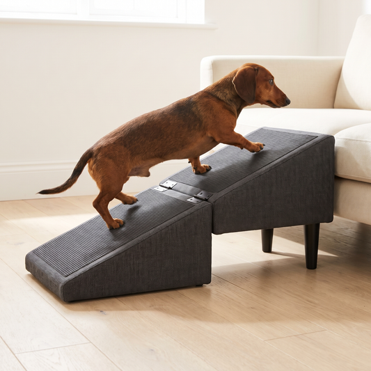 Dachshund walking up a charcoal folding dog ramp towards a low sofa